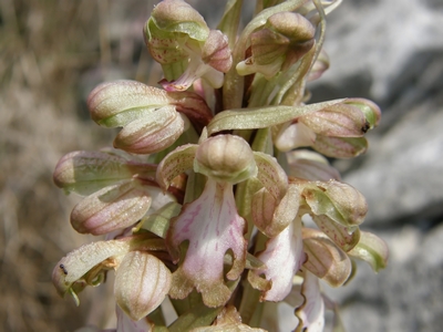 Barlia robertiana in Valdelsa